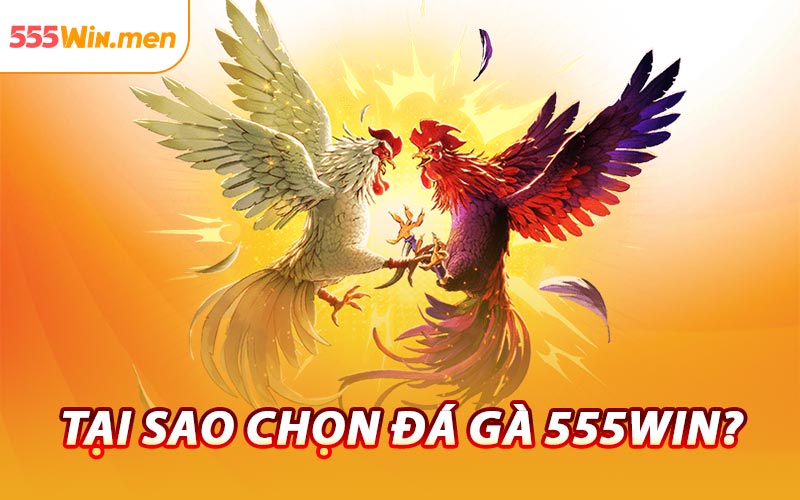 Tại Sao Chọn Đá Gà 555win?